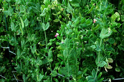 20110520b.jpg